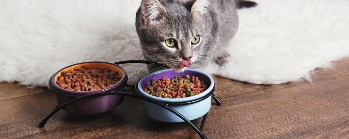 غذا خوردن گربه