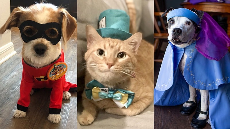 تنوع لباس سگ و گربه