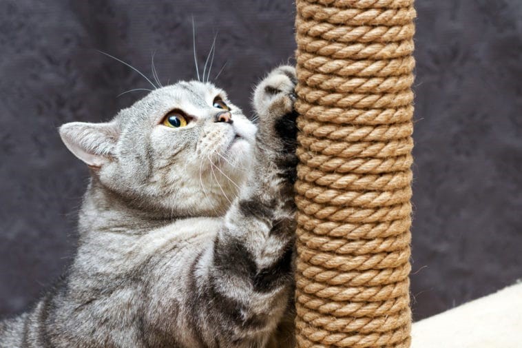 اسکرچر گربه