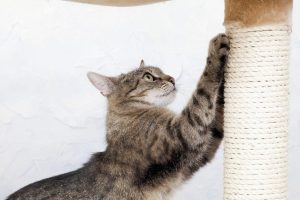 جنس اسکرچر گربه