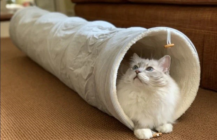 تونل گربه