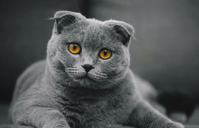 گربه اسکاتیش فولد
