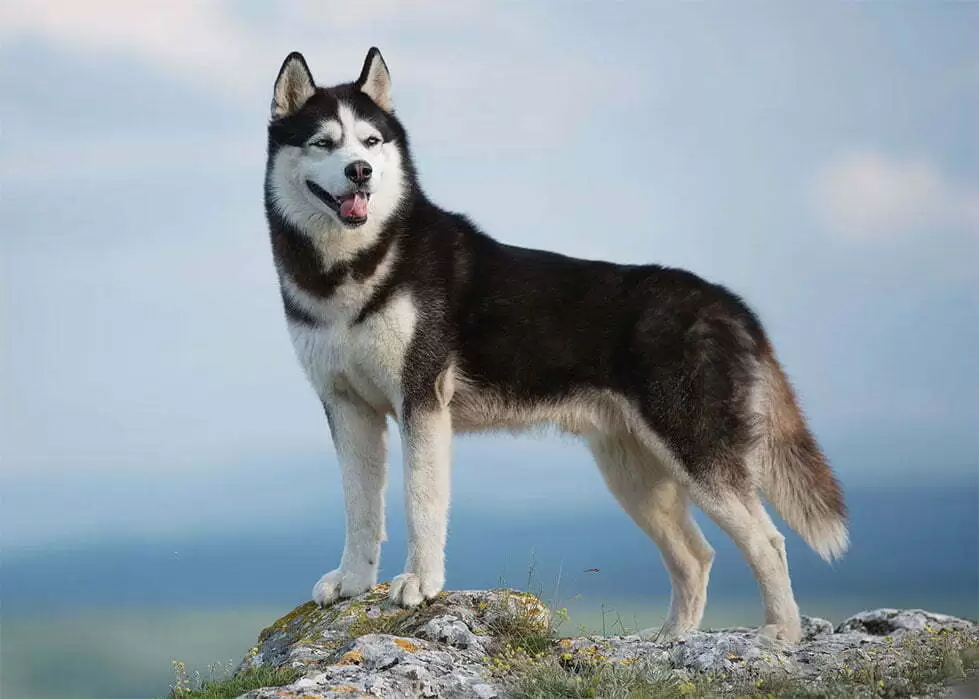سگ