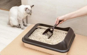 ظرف خاک گربه